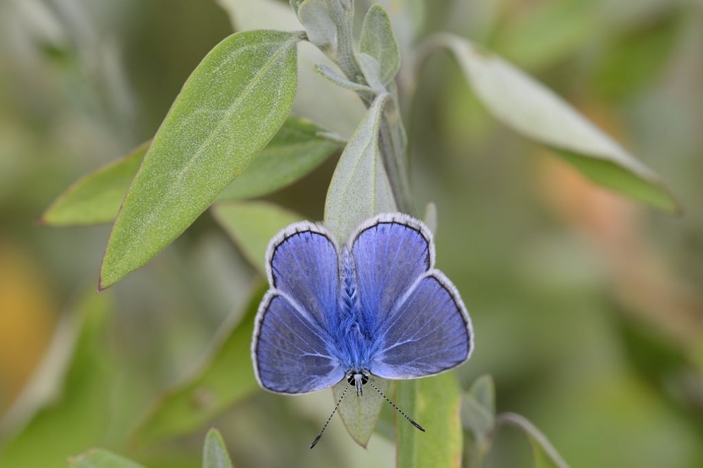 Licenide da ID - Polyommatus (Polyommatus) icarus
